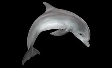 dolphin