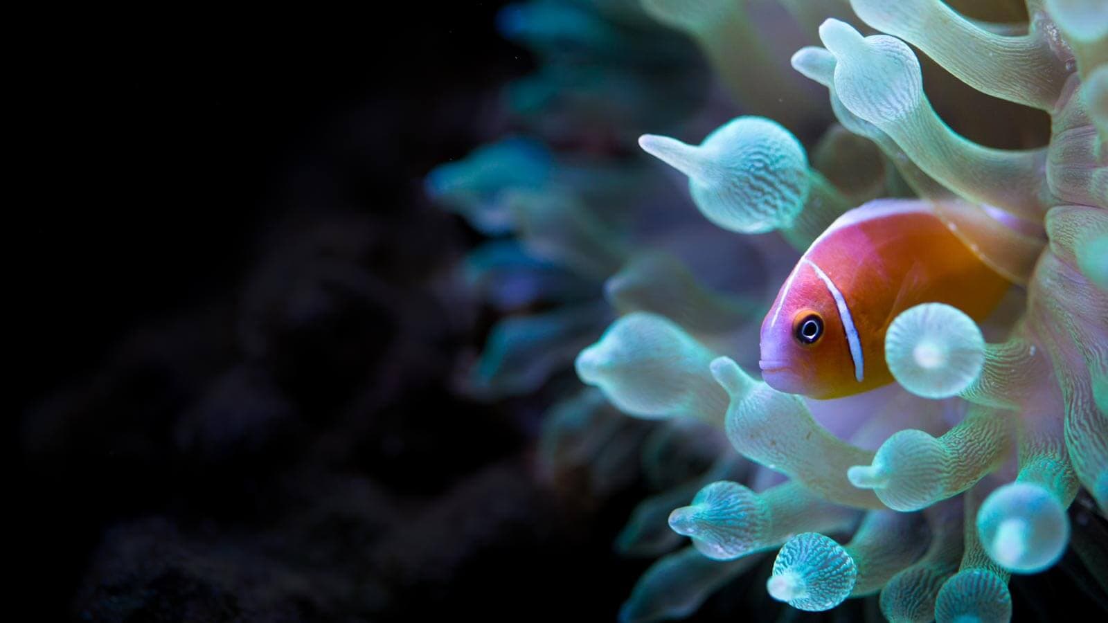 Red Sea diving