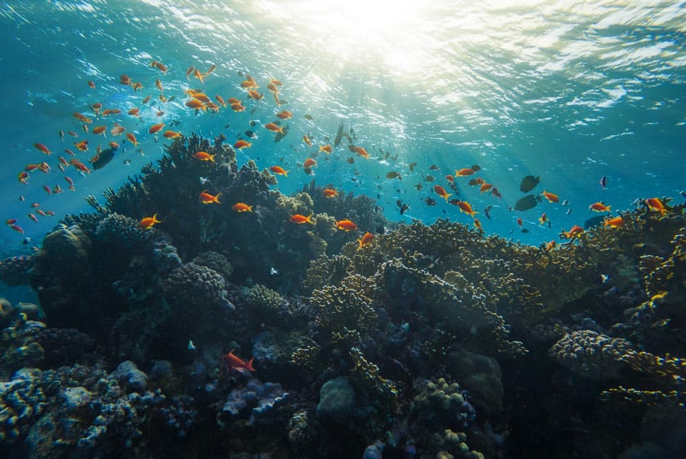 Diving in Marsa Alam