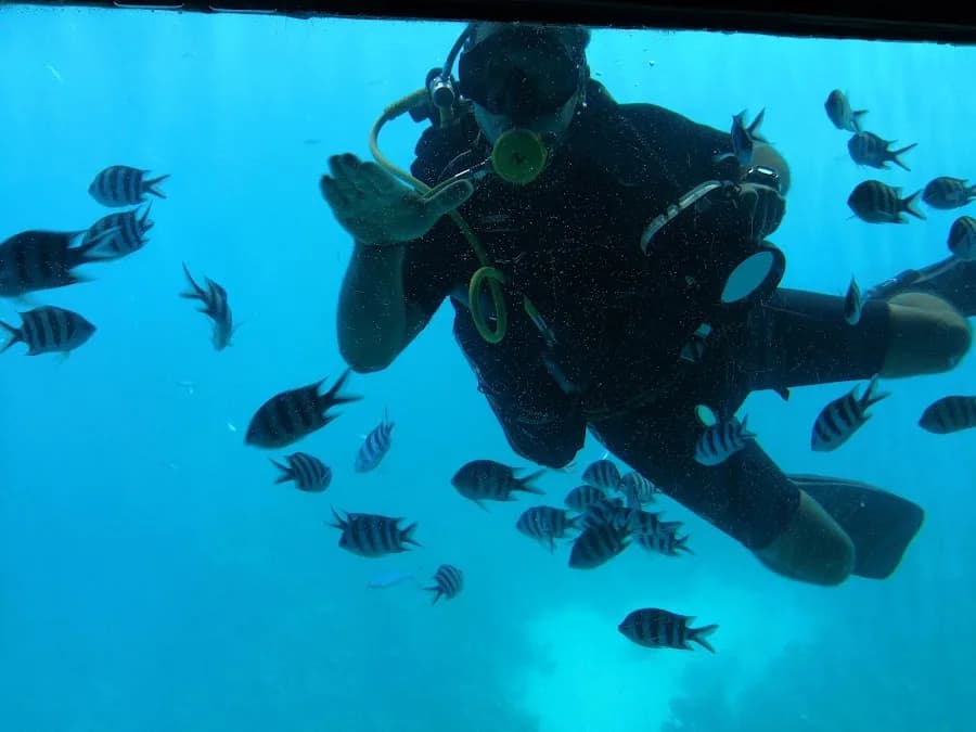 Seawolf Divers - Cover Photo