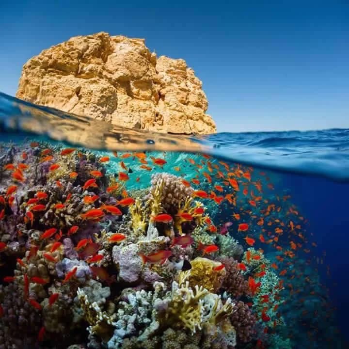 Dolphin Diving Center - Cover Photo