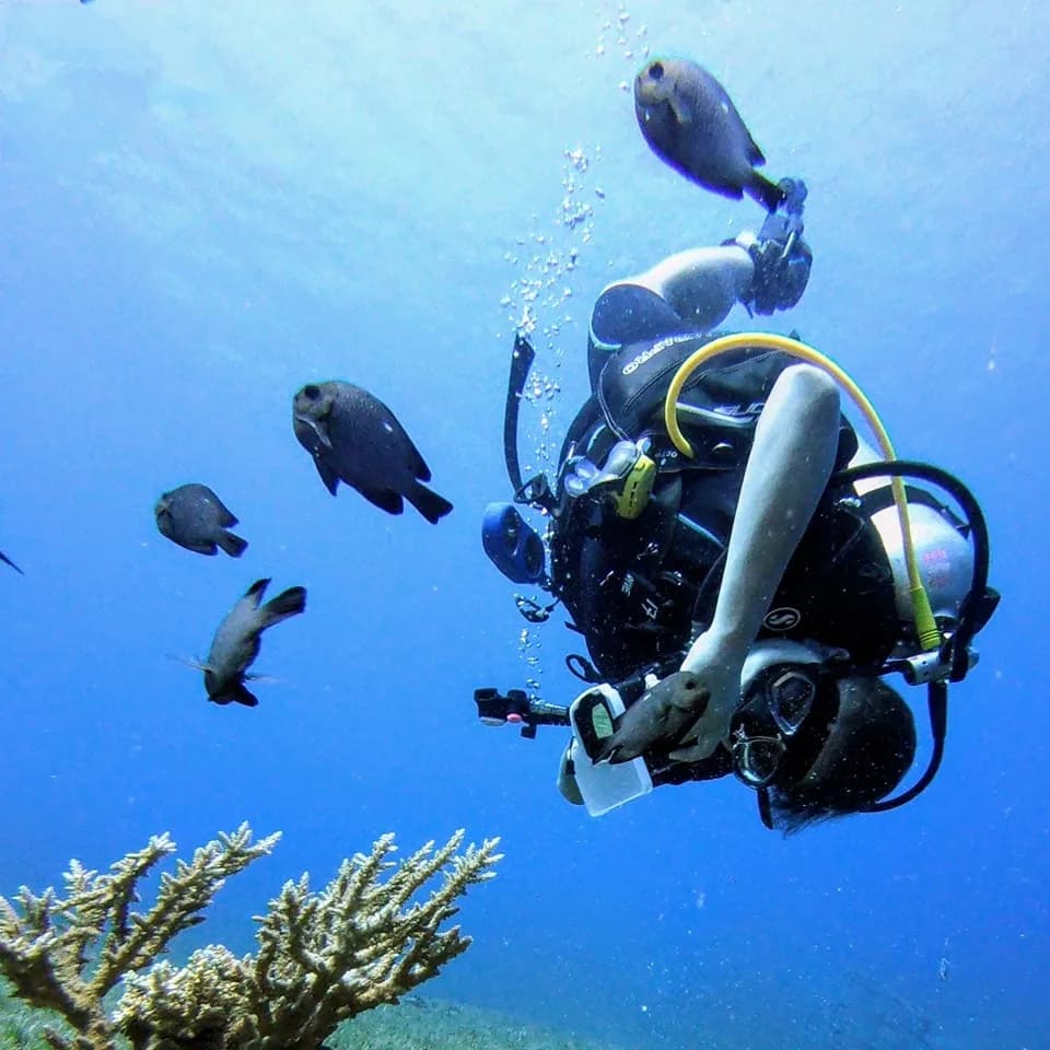Dive Urge - Cover Photo