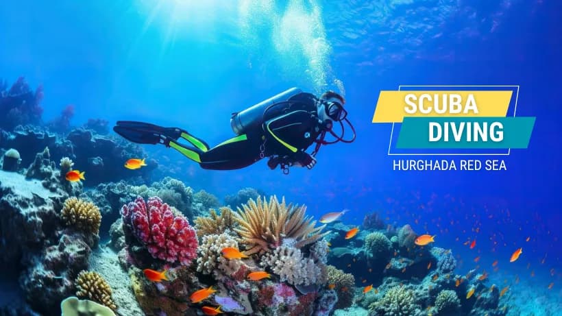 Aquarius Diving Club - Makadi - Cover Photo