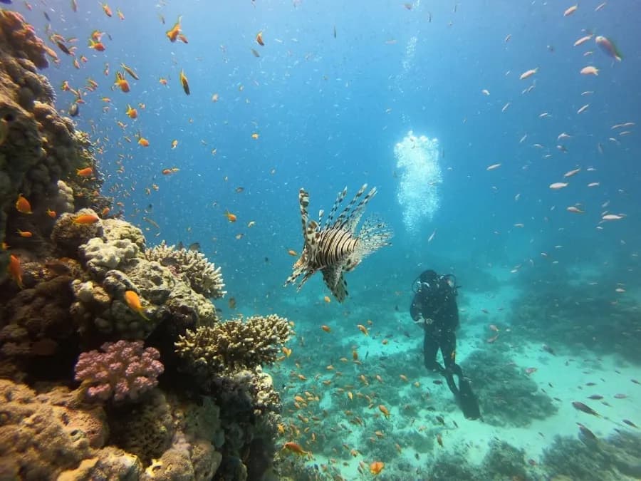 RedSea-Divers - Cover Photo