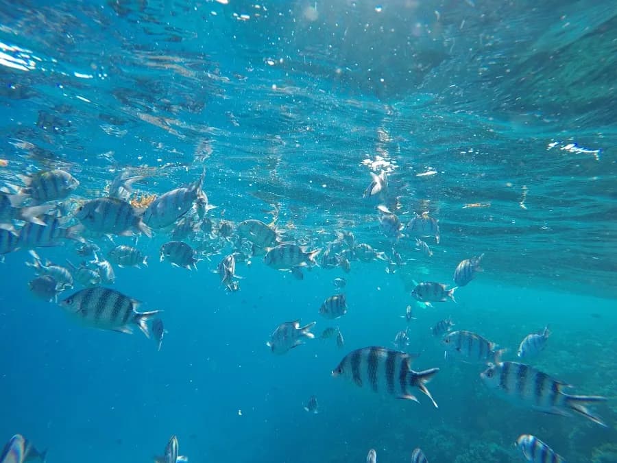 Colona Divers El Gouna - Cover Photo