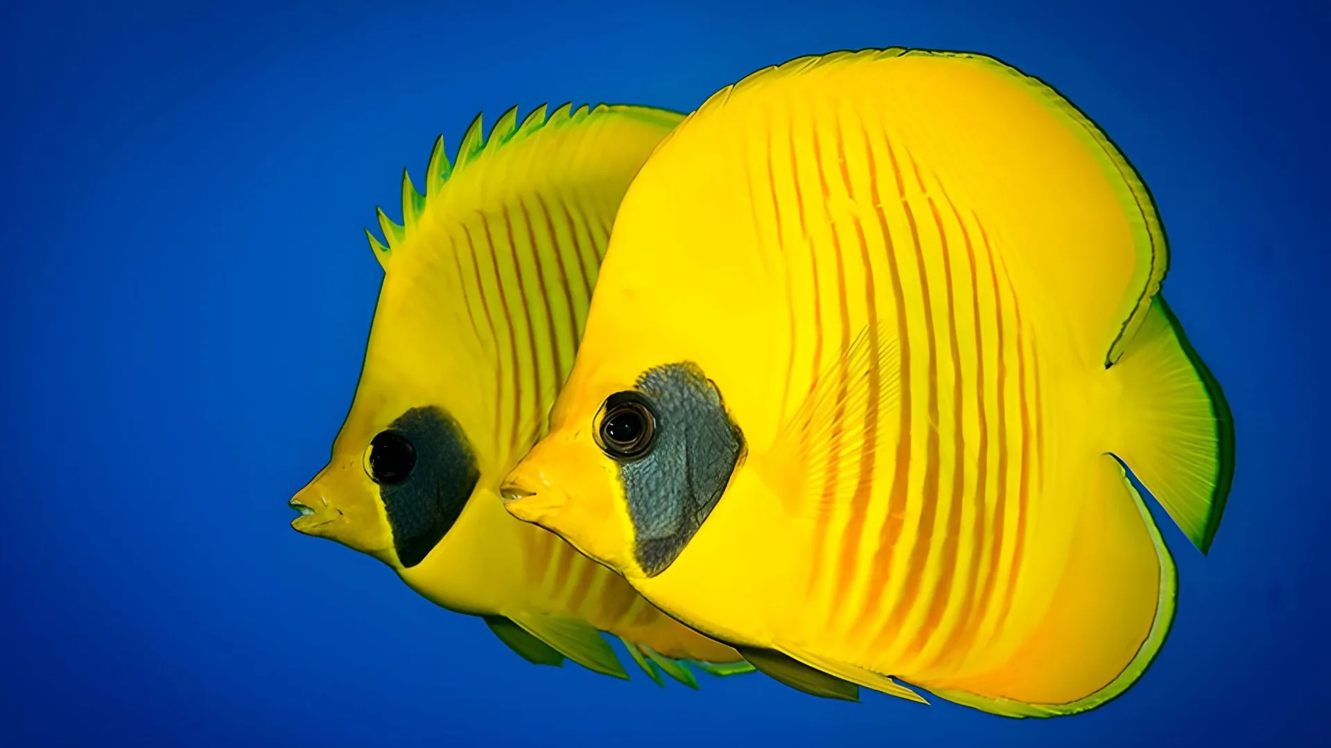 Emperor Divers Nuweiba - Cover Photo