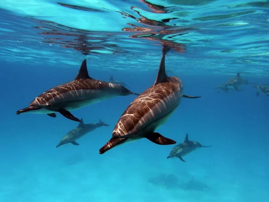 Blue Submarine Diving Center - Cover Photo