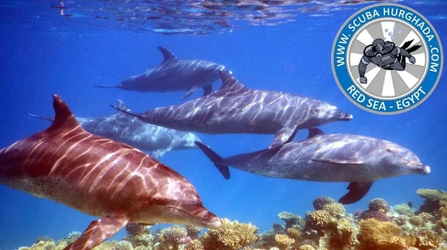 Scuba Hurghada - Cover Photo