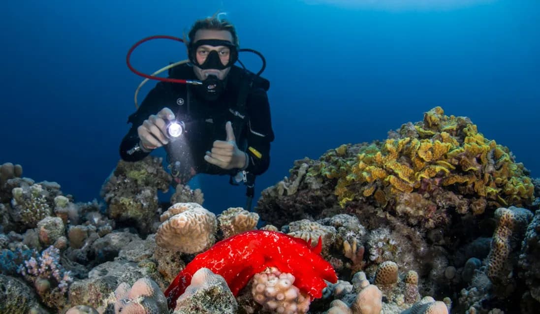 Diving Ocean Makadi Bay - Cover Photo