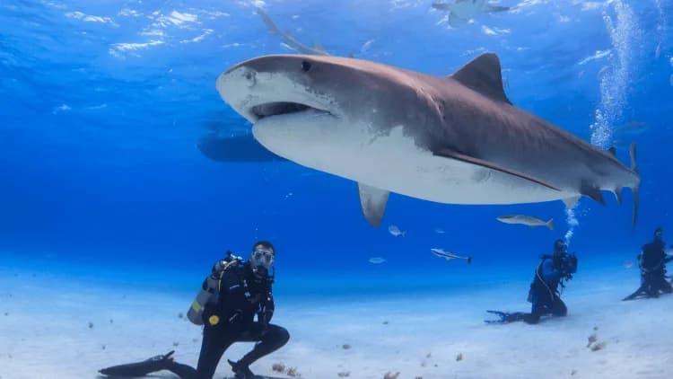 Easy Divers Red Sea - Cover Photo