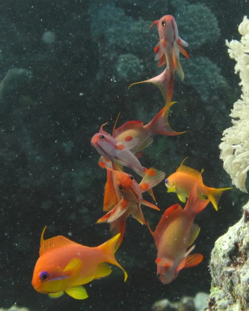 Anthias