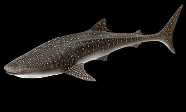 whale shark