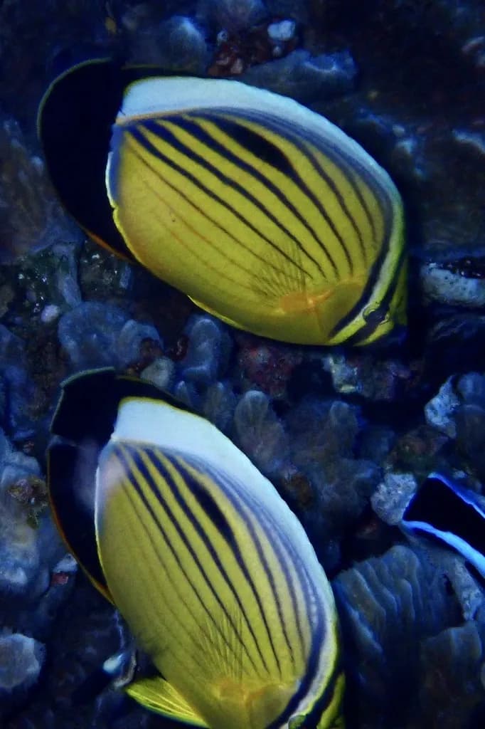 Butterflyfish