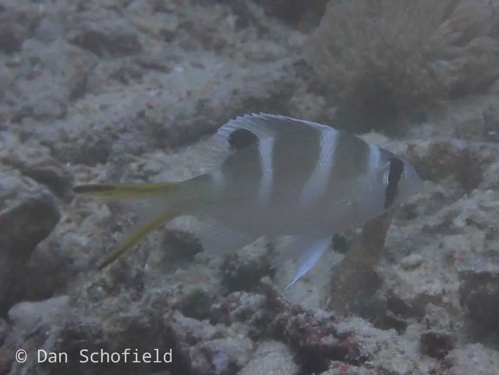 Bream