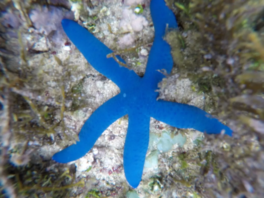 Blue Sea Star