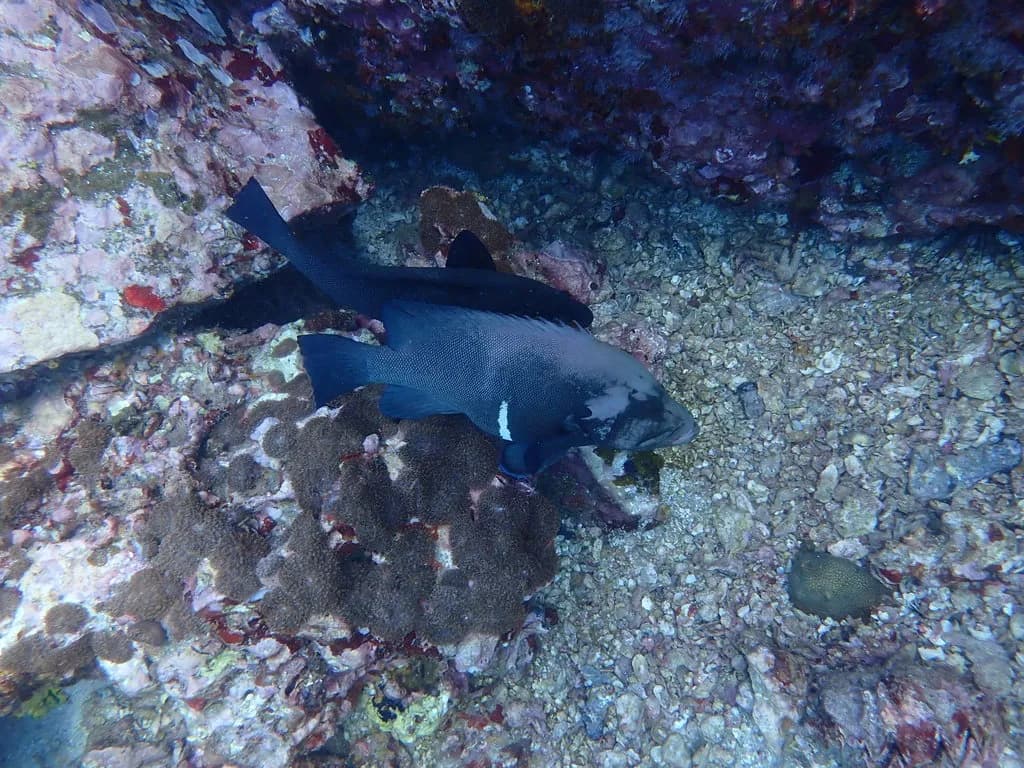 Redmouth Grouper