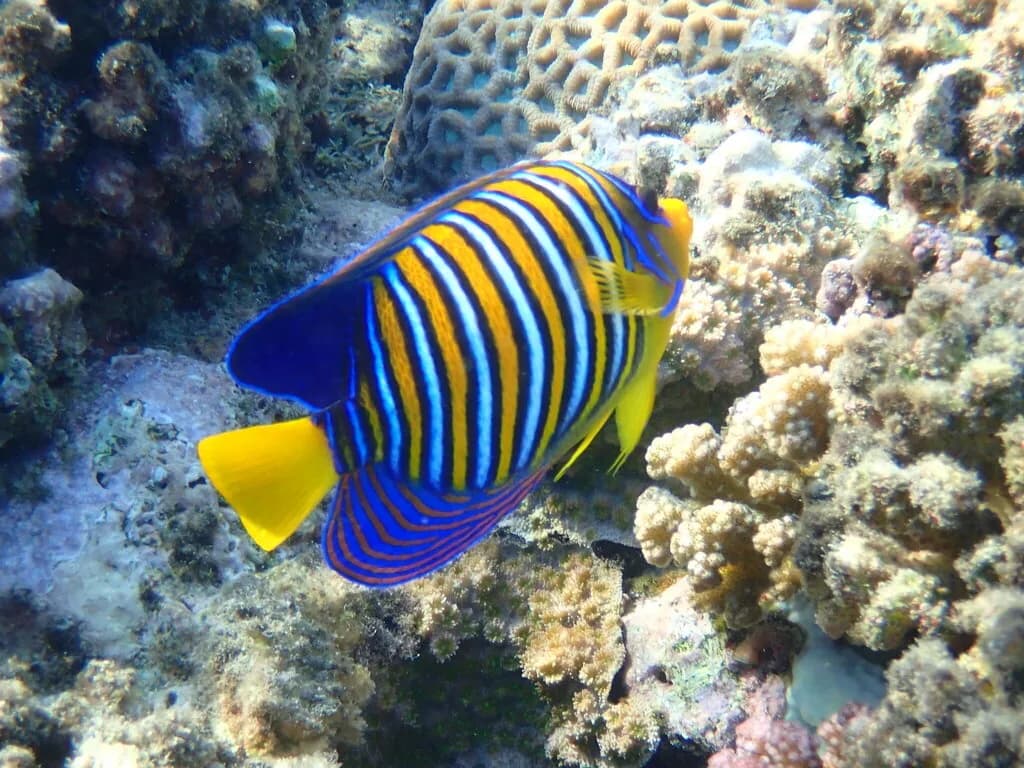 Regal Angelfish