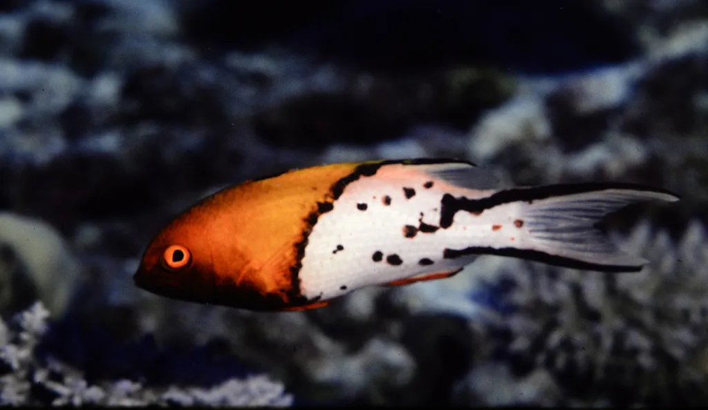 Lyretail Hogfish