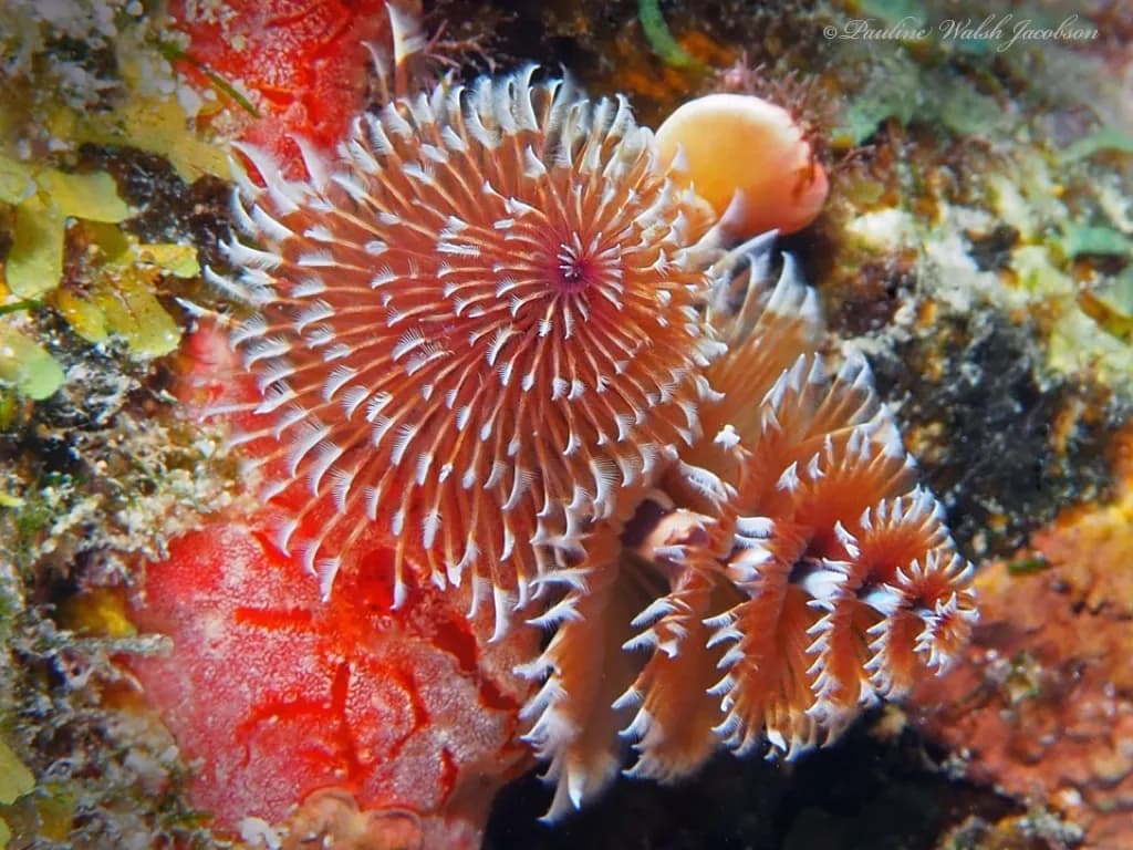 Christmas Tree Worm