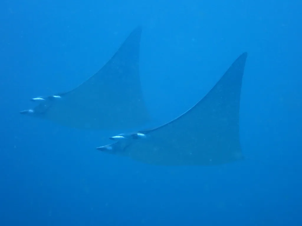 Devil Ray