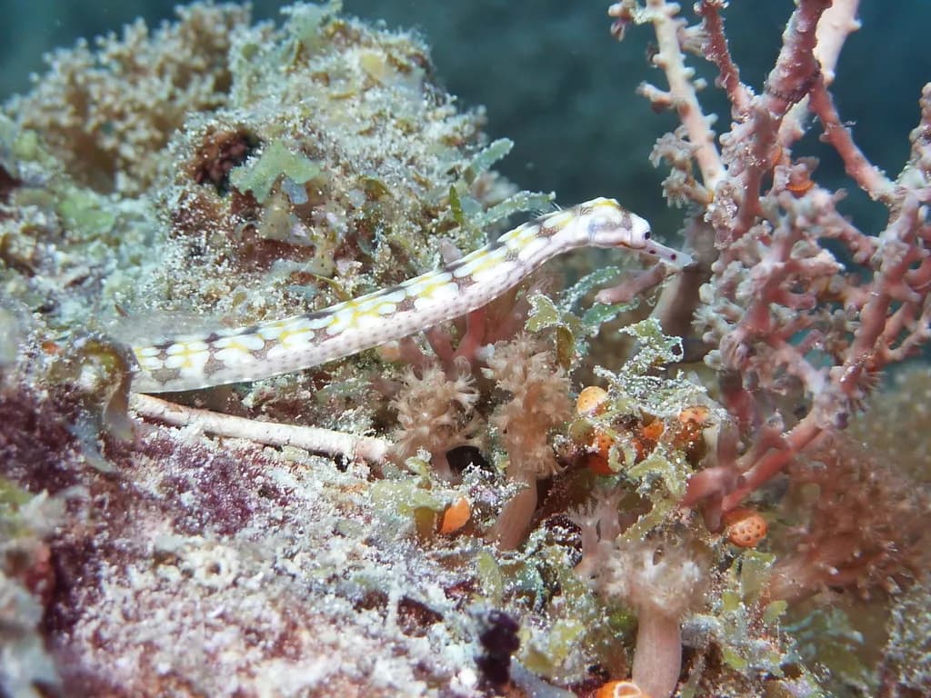 Pipefish
