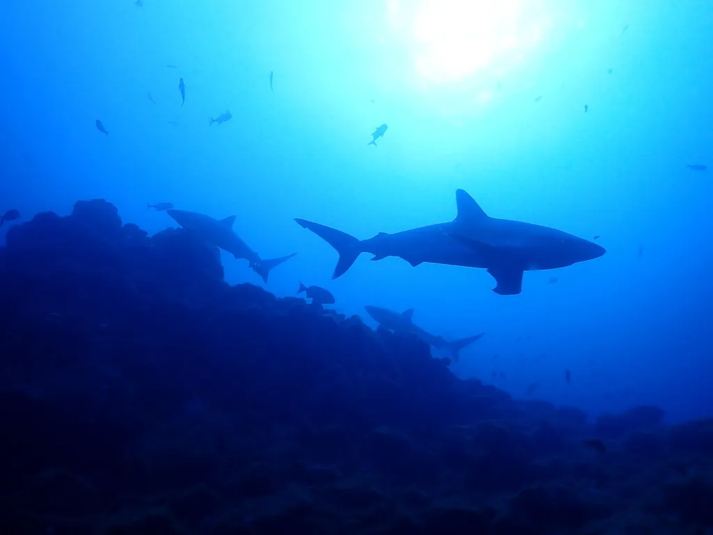 Silvertip Shark