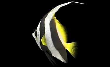 bannerfish