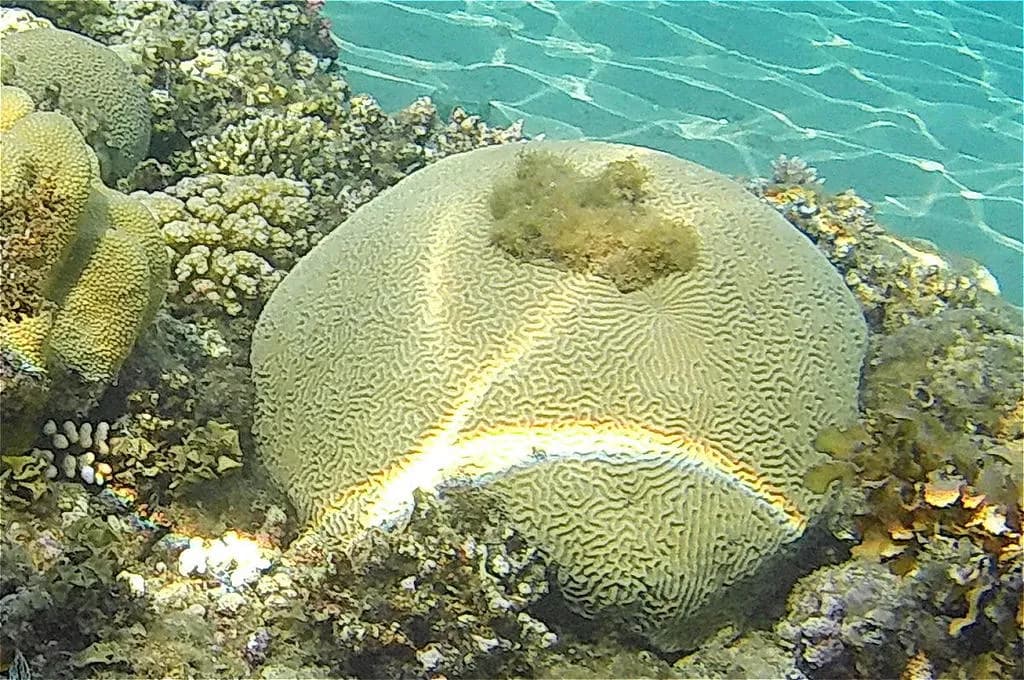 Brain Coral
