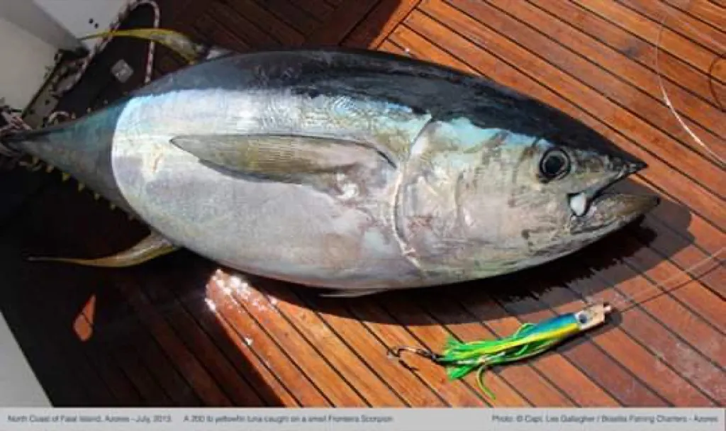 Yellowfin Tuna