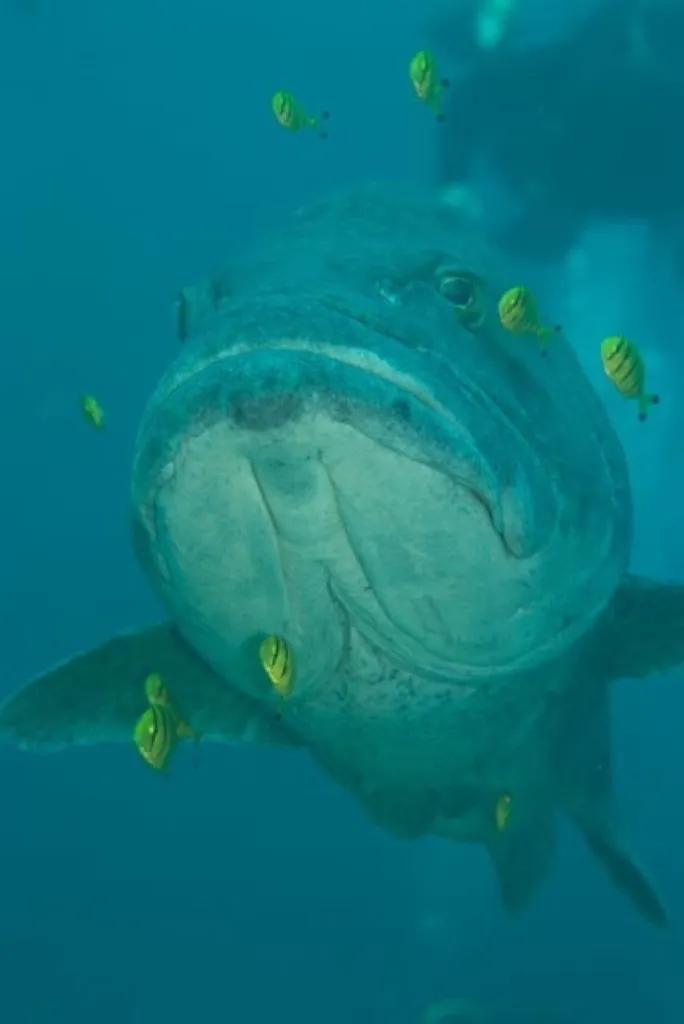 Black Grouper