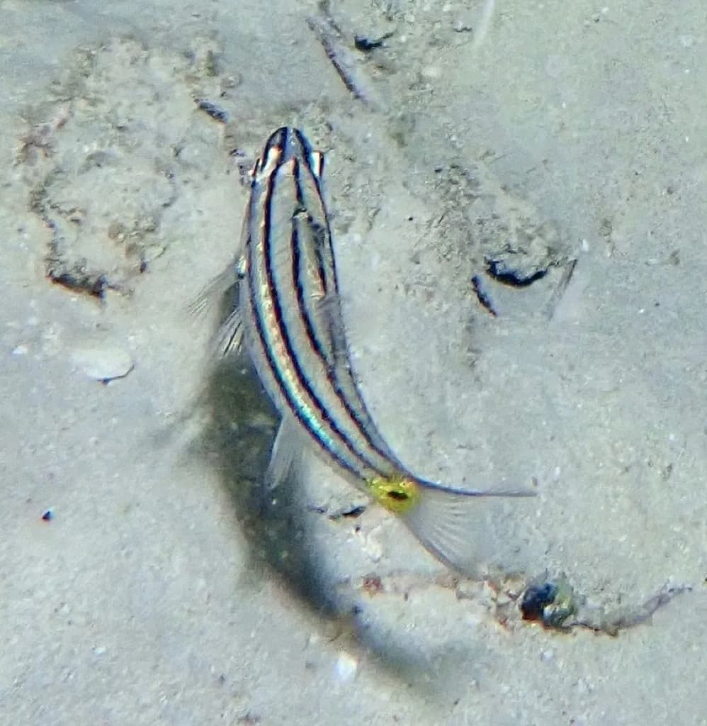 Cardinal Fish