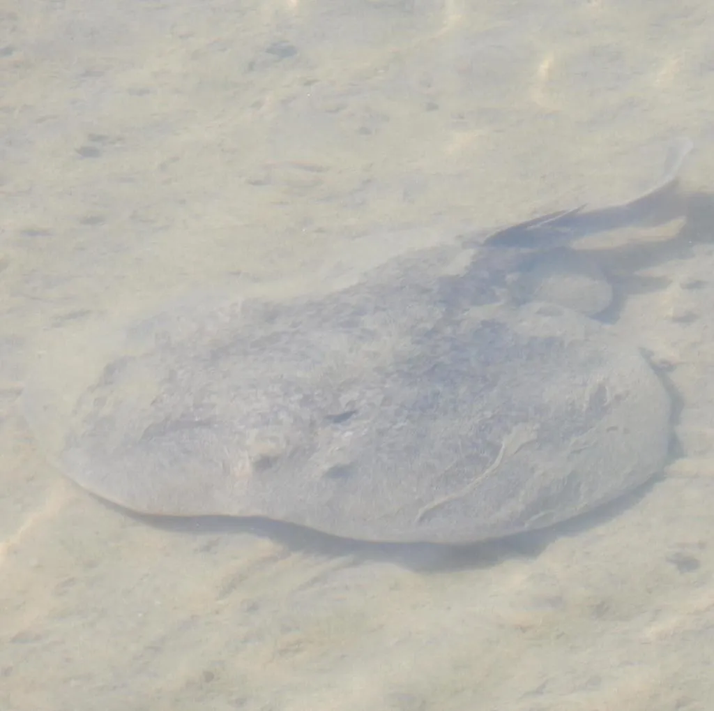Torpedo Ray