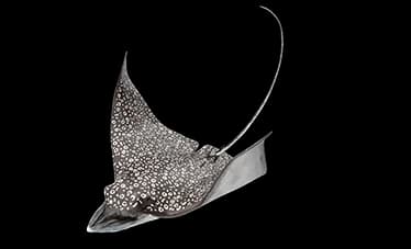 eagle ray
