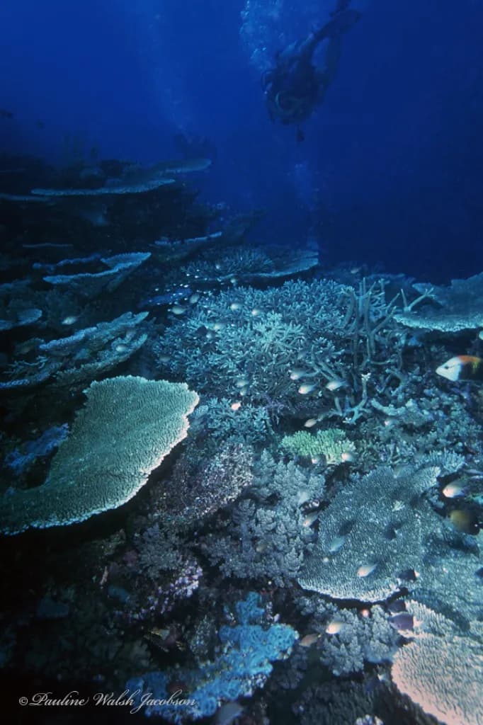 Table Coral