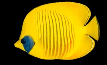 masked butterflyfish