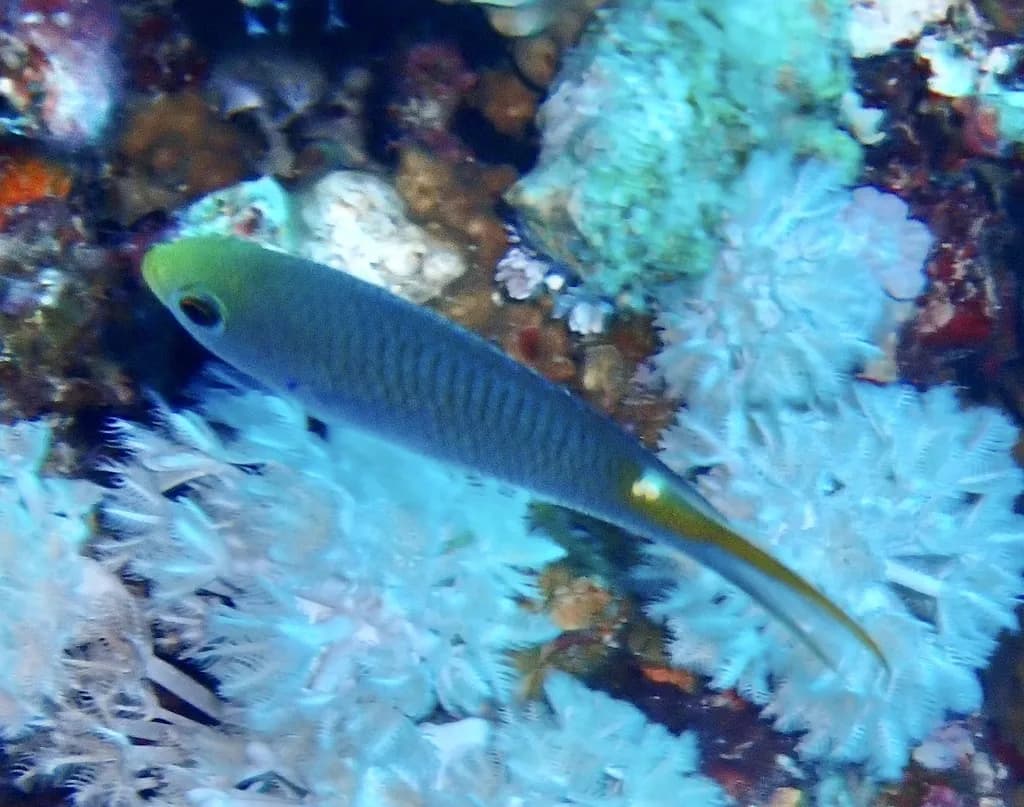 Arabian Damsel