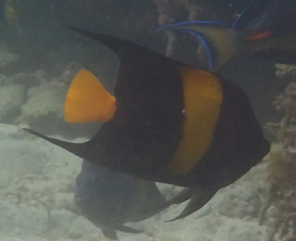 Arabian Angelfish