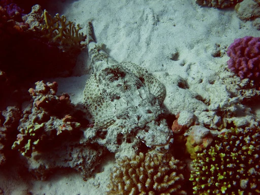 Crocodilefish