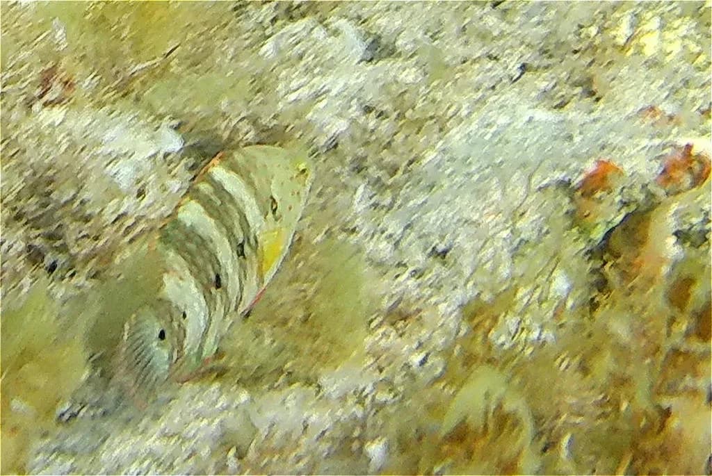 Splendour Wrasse