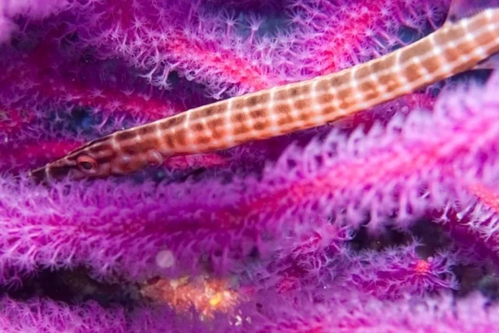 Trumpetfish