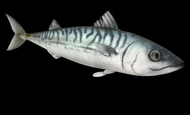 mackerel