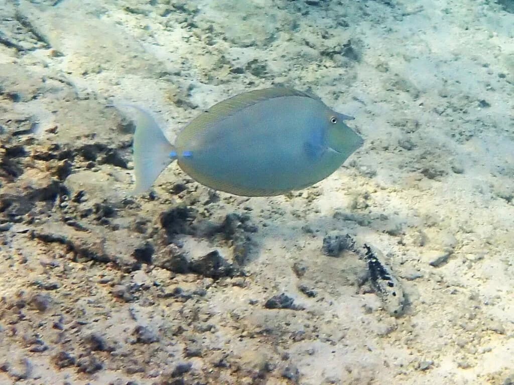 Unicorn Fish