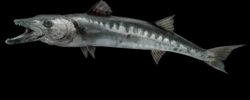 barracuda