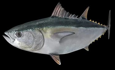 tuna