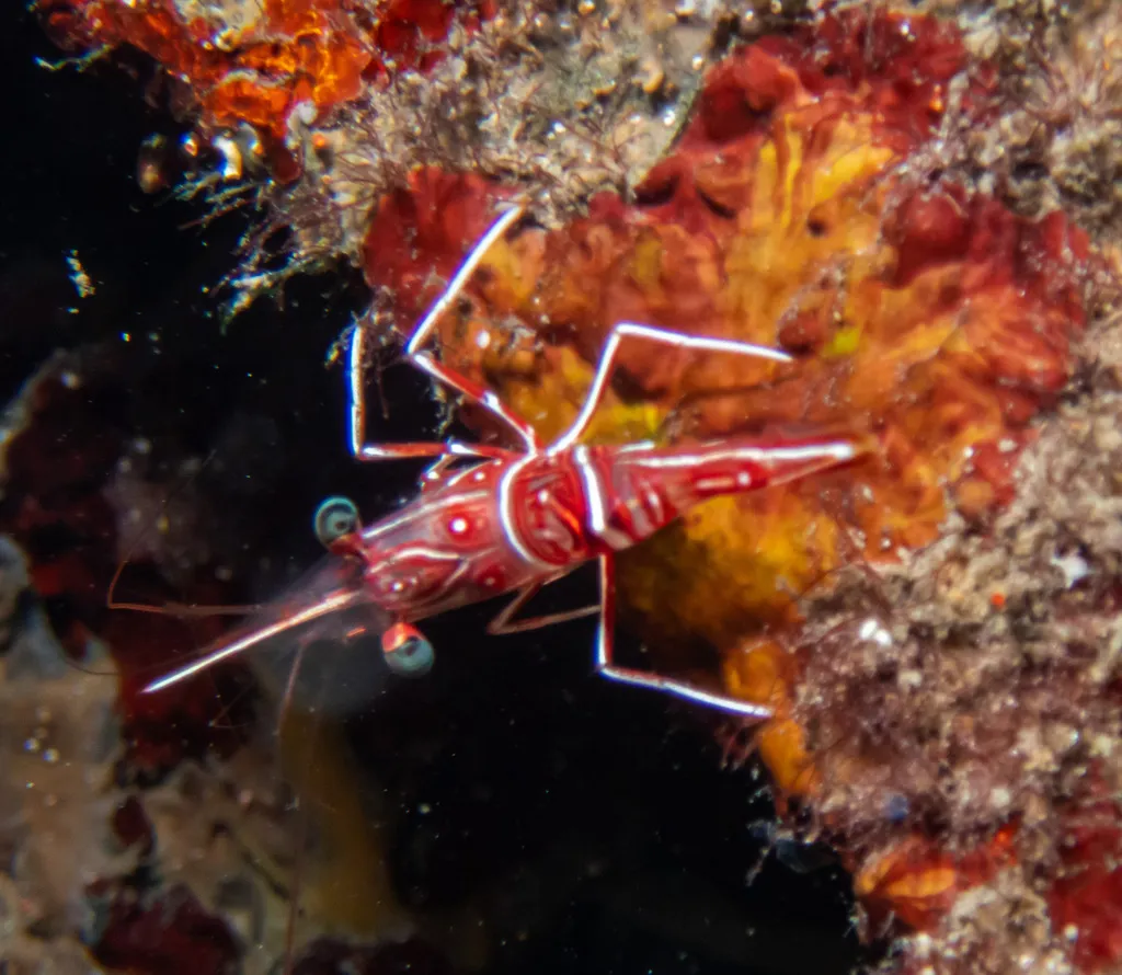 Durban Dancing Shrimp