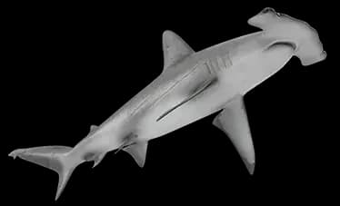 hammerhead shark