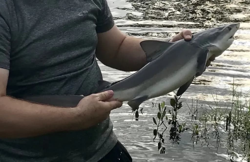 Bull Shark