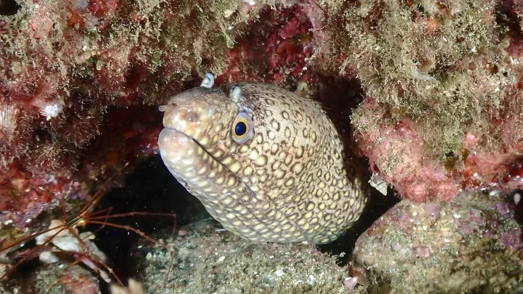 Roman Eel