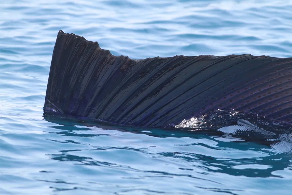 Sailfish
