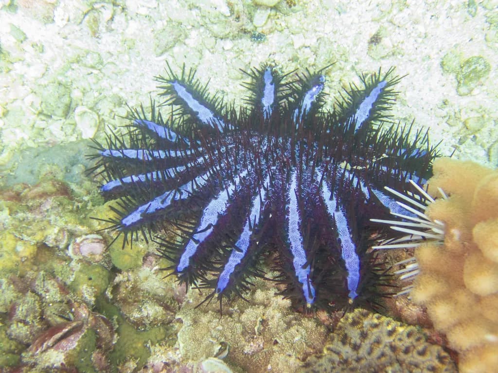 Crown-of-thorns Starfish